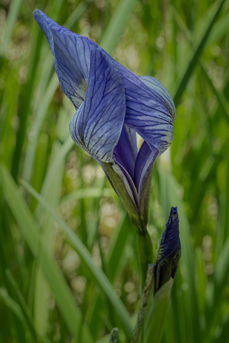 Iris-SharpNoiseNik.jpg