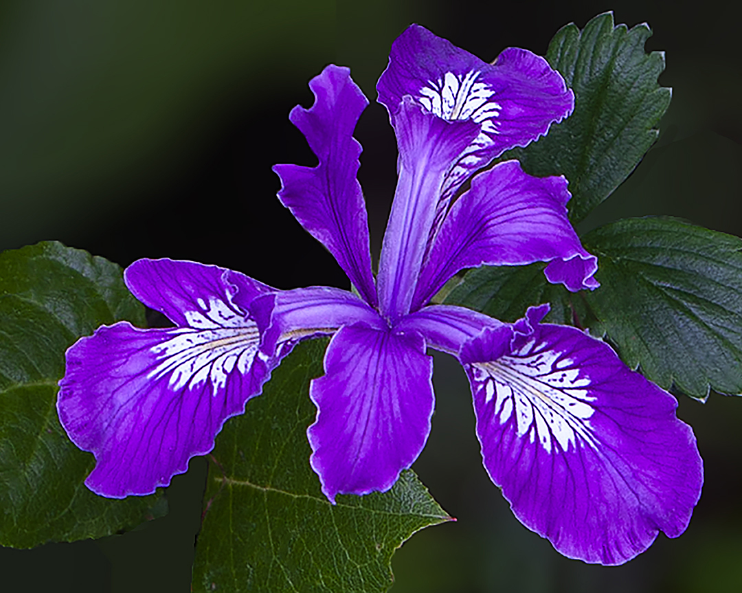 iris small douglas.jpg