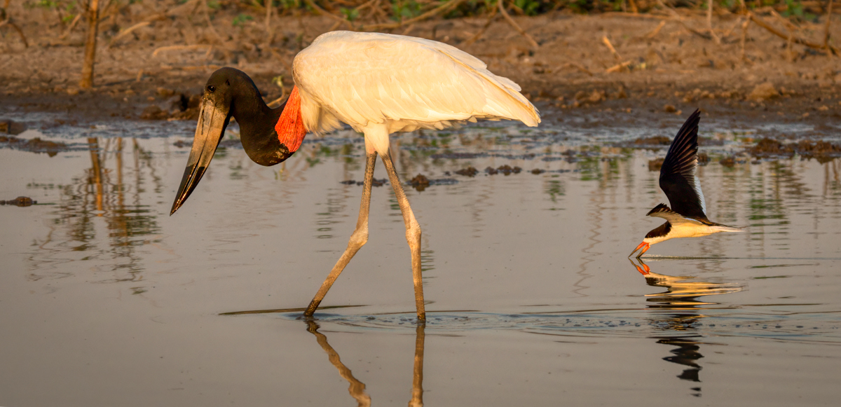 Jabiru-06914-Edit.jpg