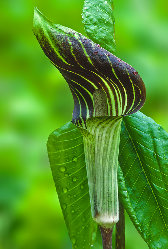 Jack-in-the-pulpit.jpg