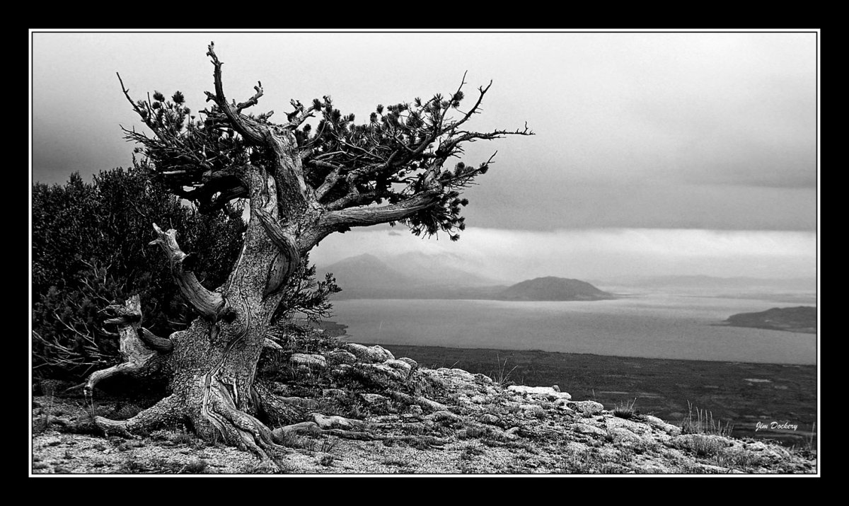 JackAssPass-tree-BW.jpg