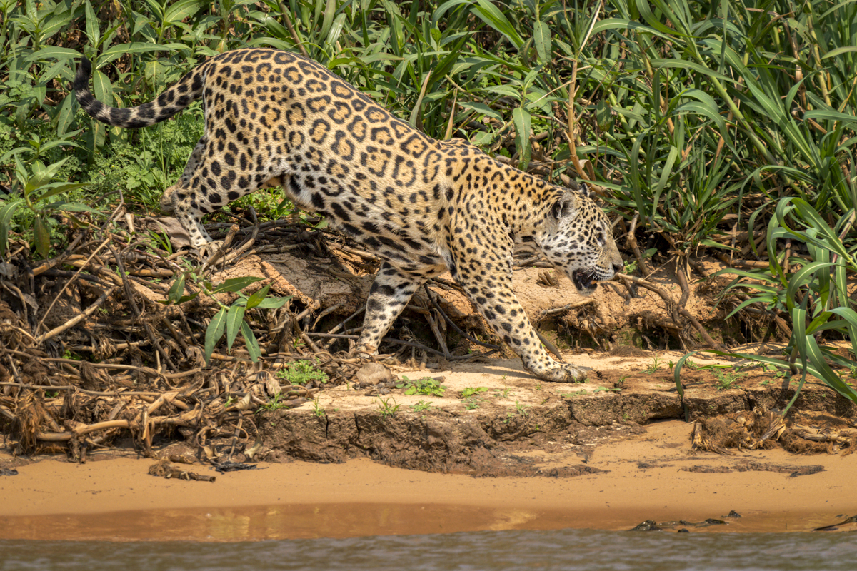 Jaguar-01203-Edit.jpg