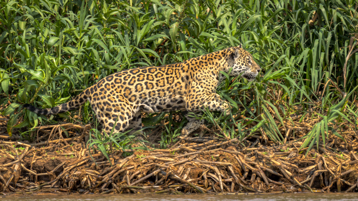 Jaguar-01391-Edit.jpg