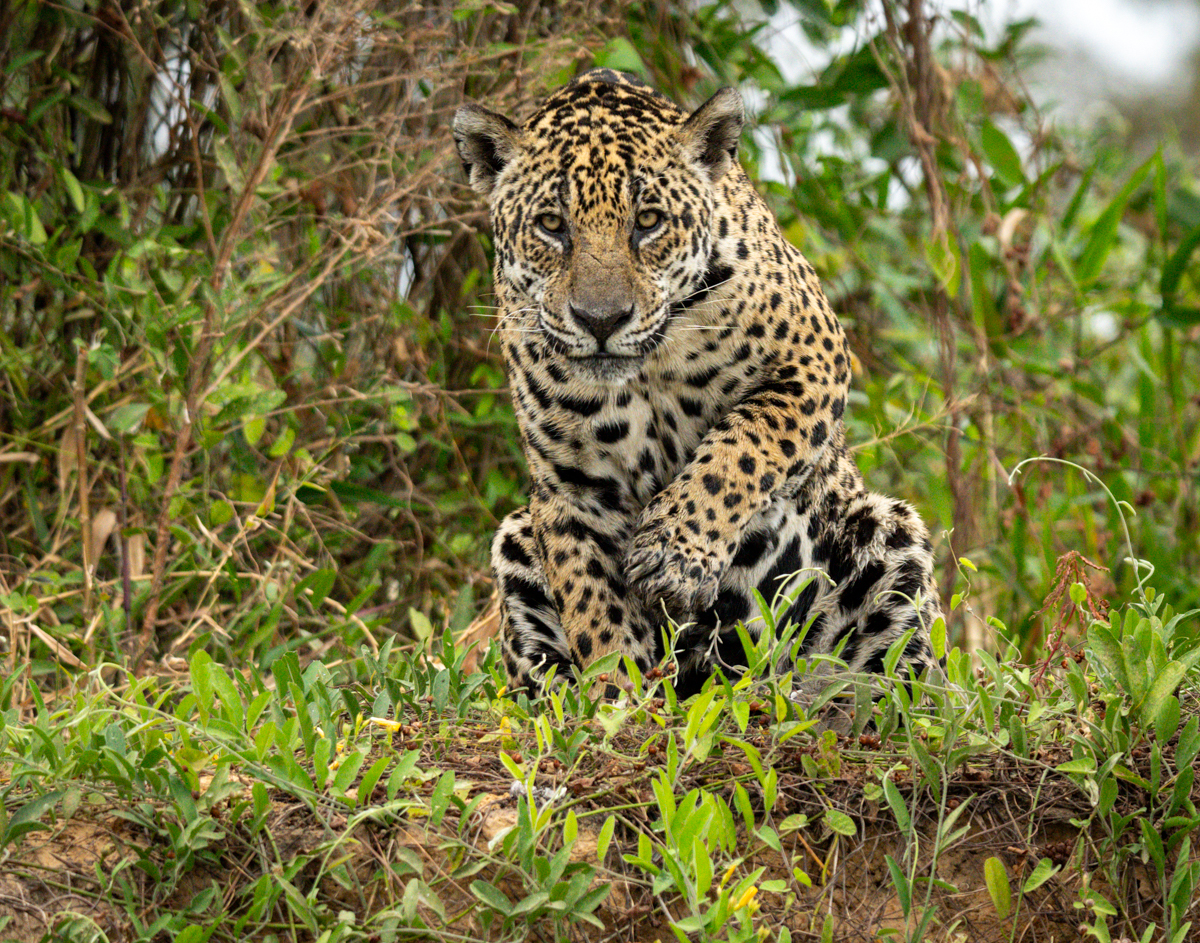 Jaguar-05312.jpg