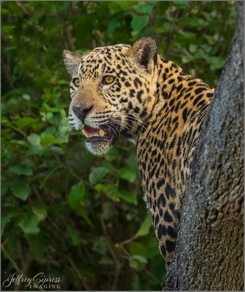 jaguarportrait2.jpg