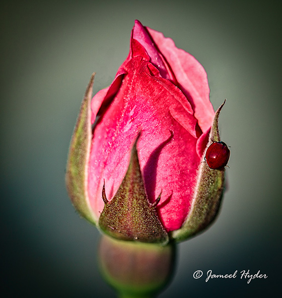 Jameel Bud & Bug 600px.jpg