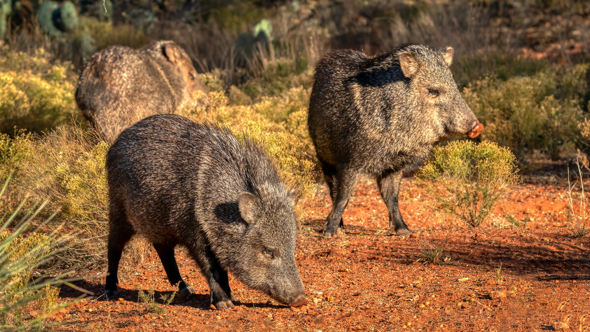 javelina -6681-Edit.jpg