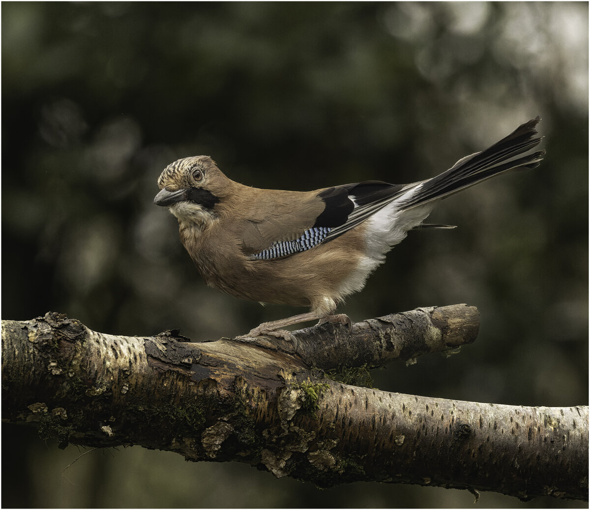 Jay3.jpg