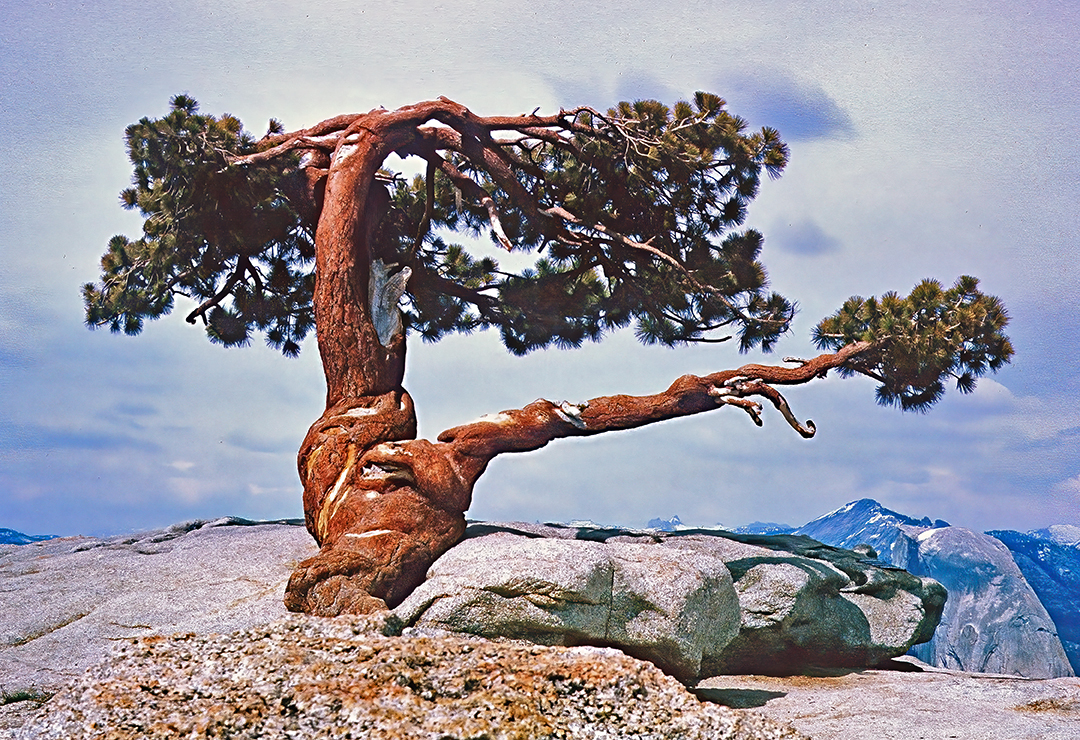 Jeffery Pine atop Sentinal Dome.jpg
