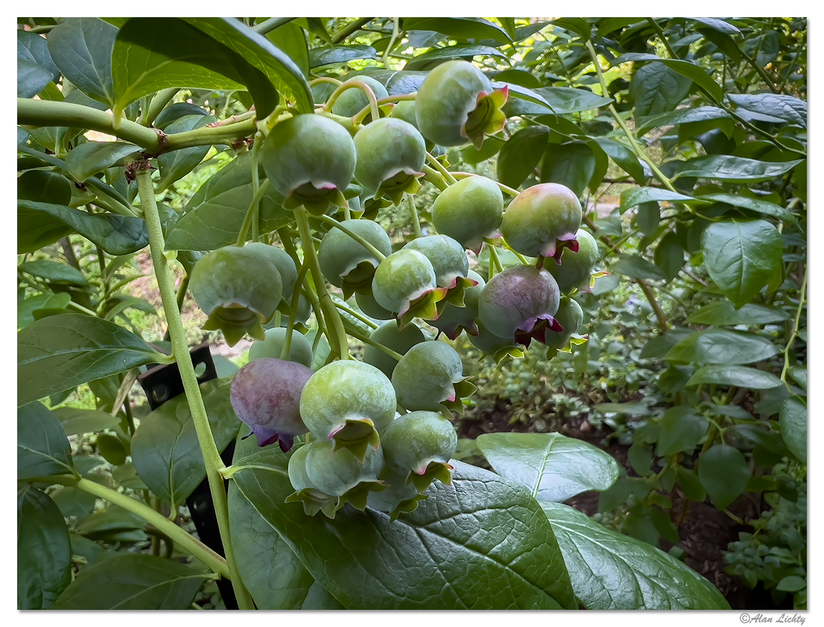 JF-BBerry.jpg