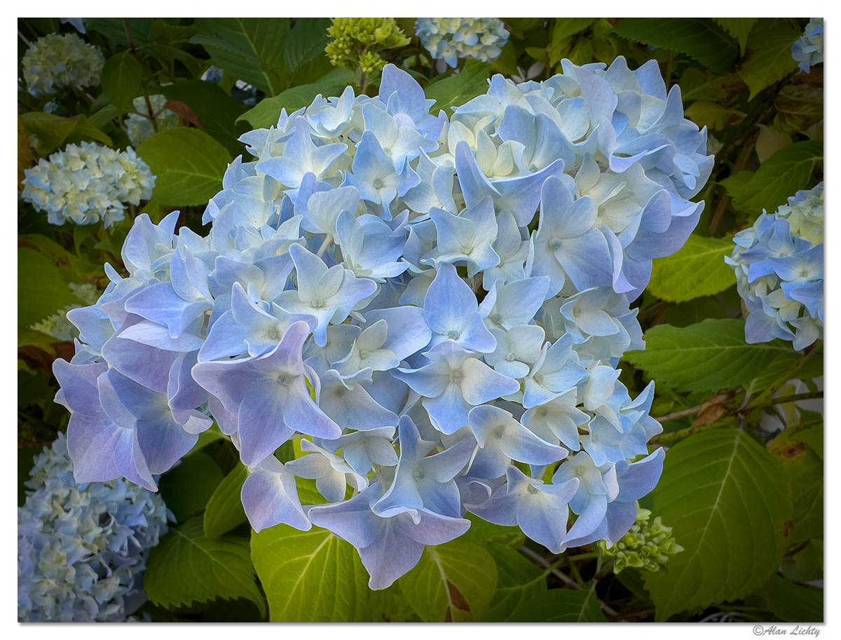 JF-Hydrangea.jpg