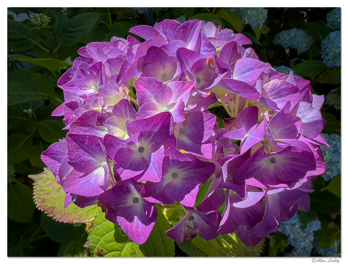 JF-Hydrangea2.jpg