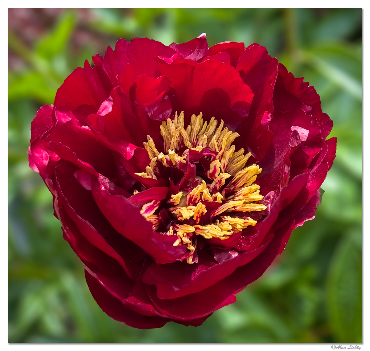 JF-Peony.jpg
