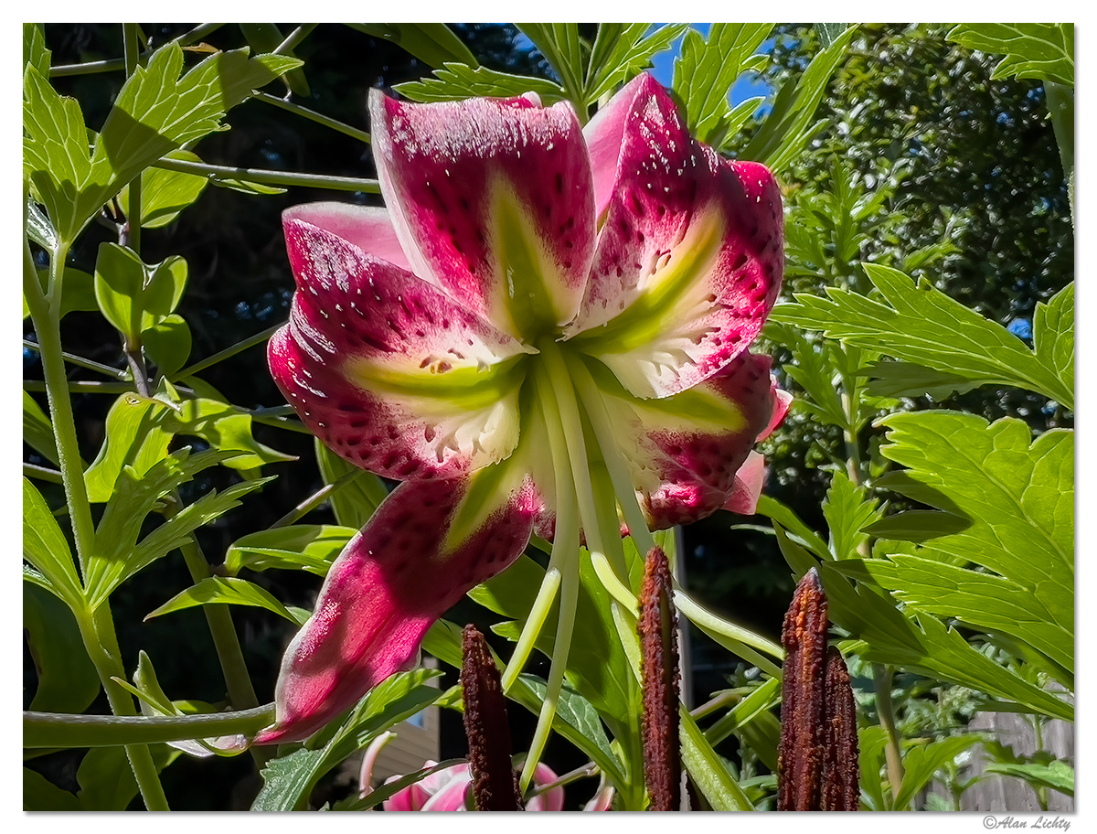 JF-StargazerLily.jpg