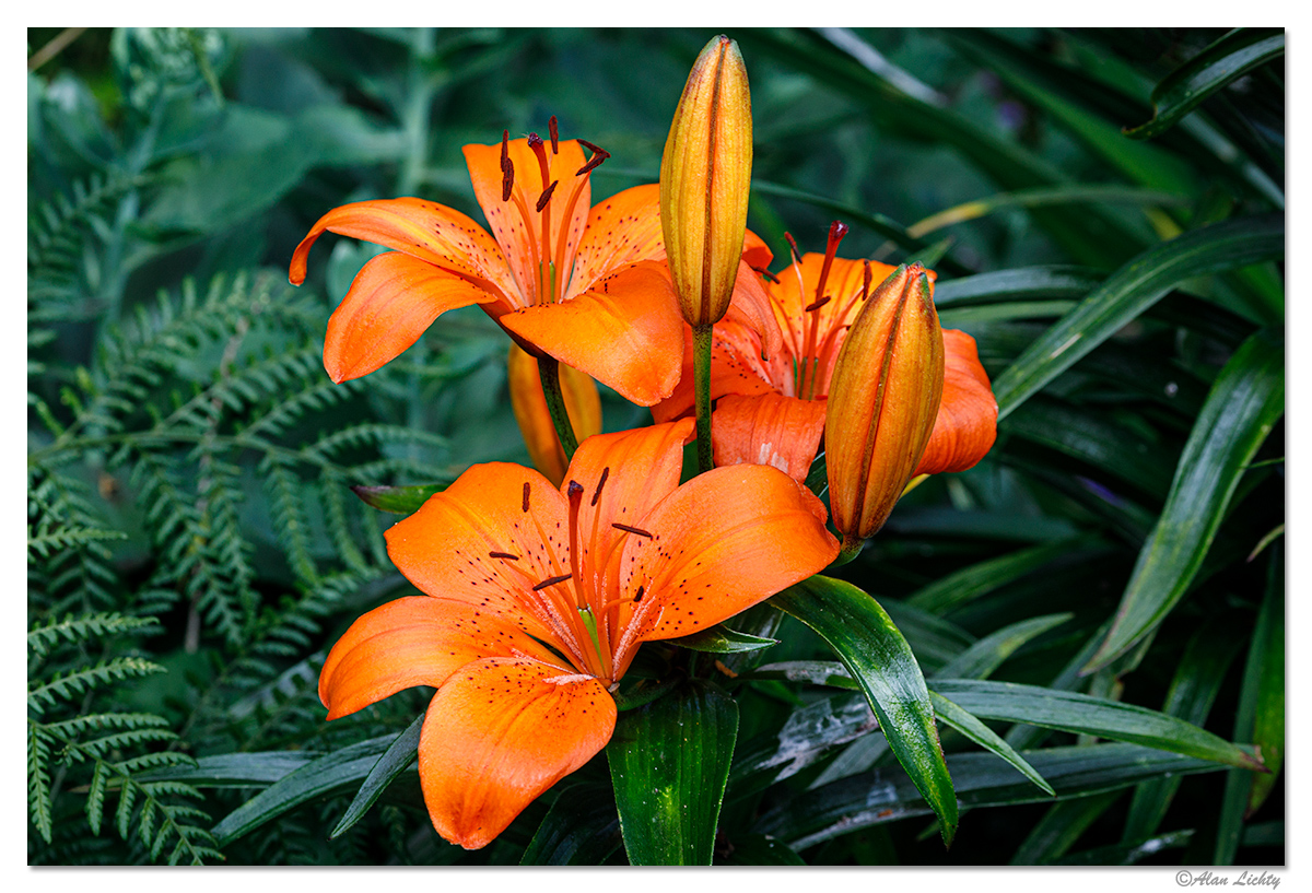 JF-TLily.jpg