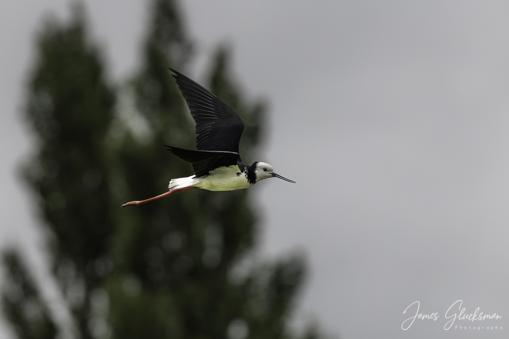 jg-20251122-Canon EOS R5m2-7682.jpg