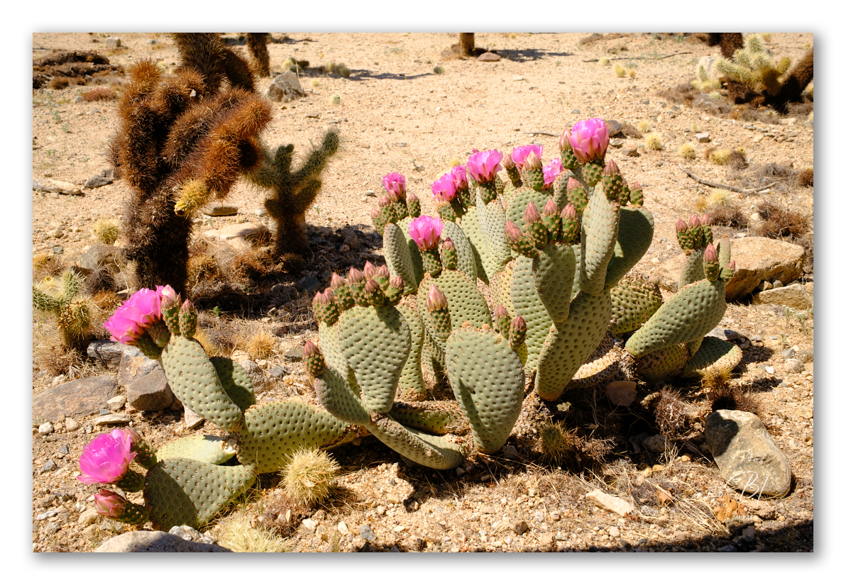Joshua Tree 040824-87_1192x825_U_100_Long Edge.jpg