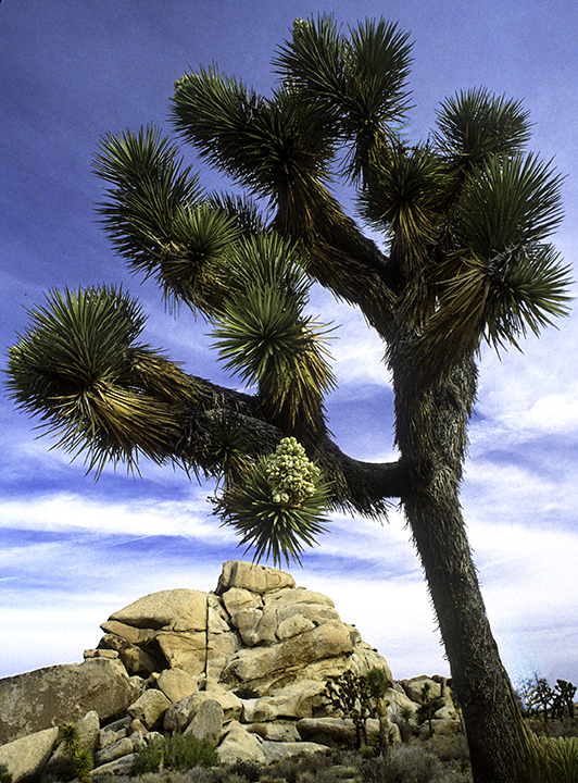 Joshua Tree.jpg