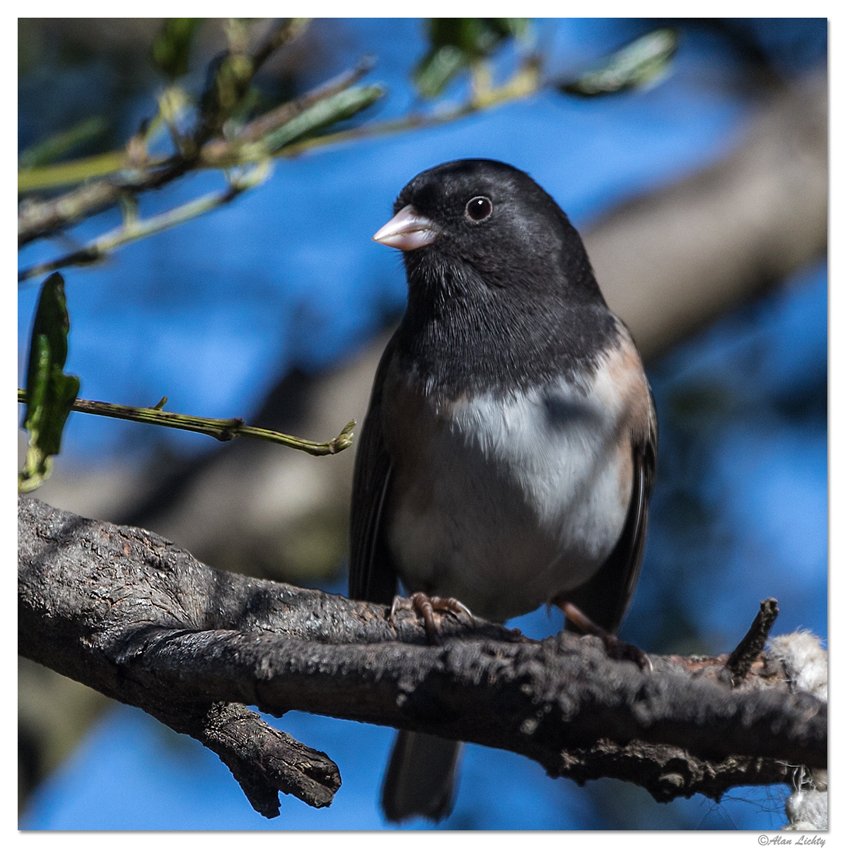 Junco.jpg
