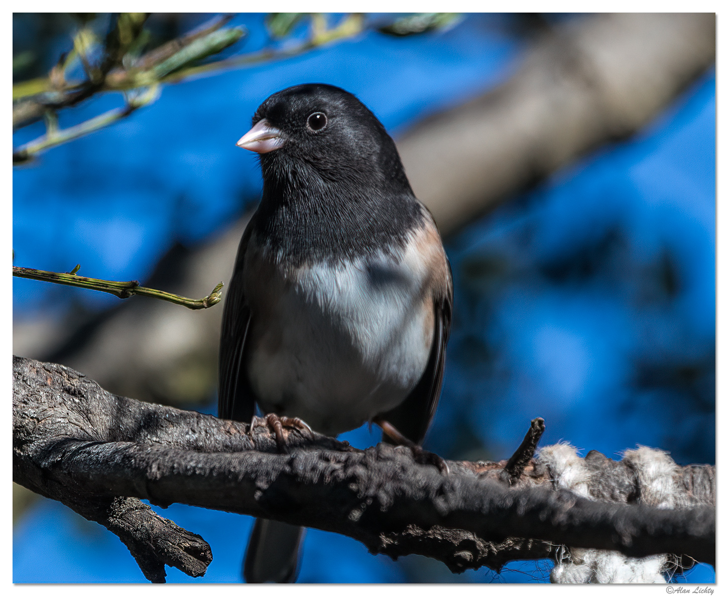 JuncoCloseUp.jpg