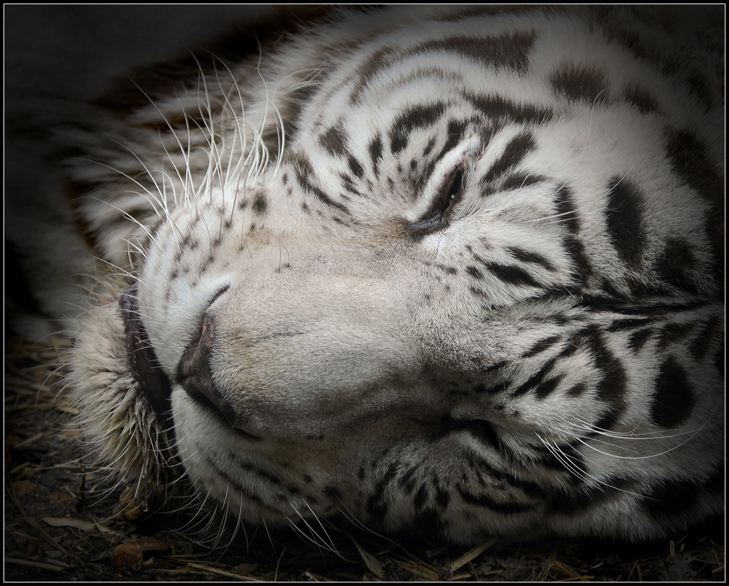 Jungle Dreams.jpg