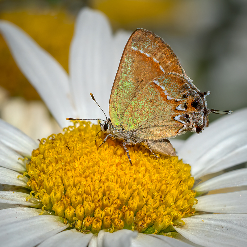 Juniper Hairstreak.jpg