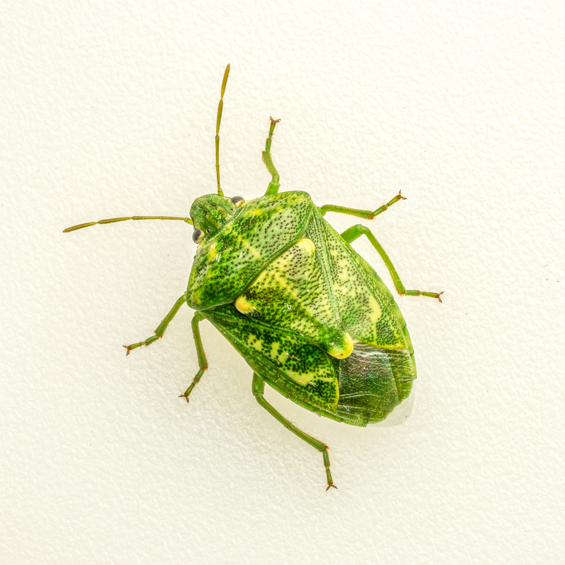 Juniper Stink Bug-Edit.jpg