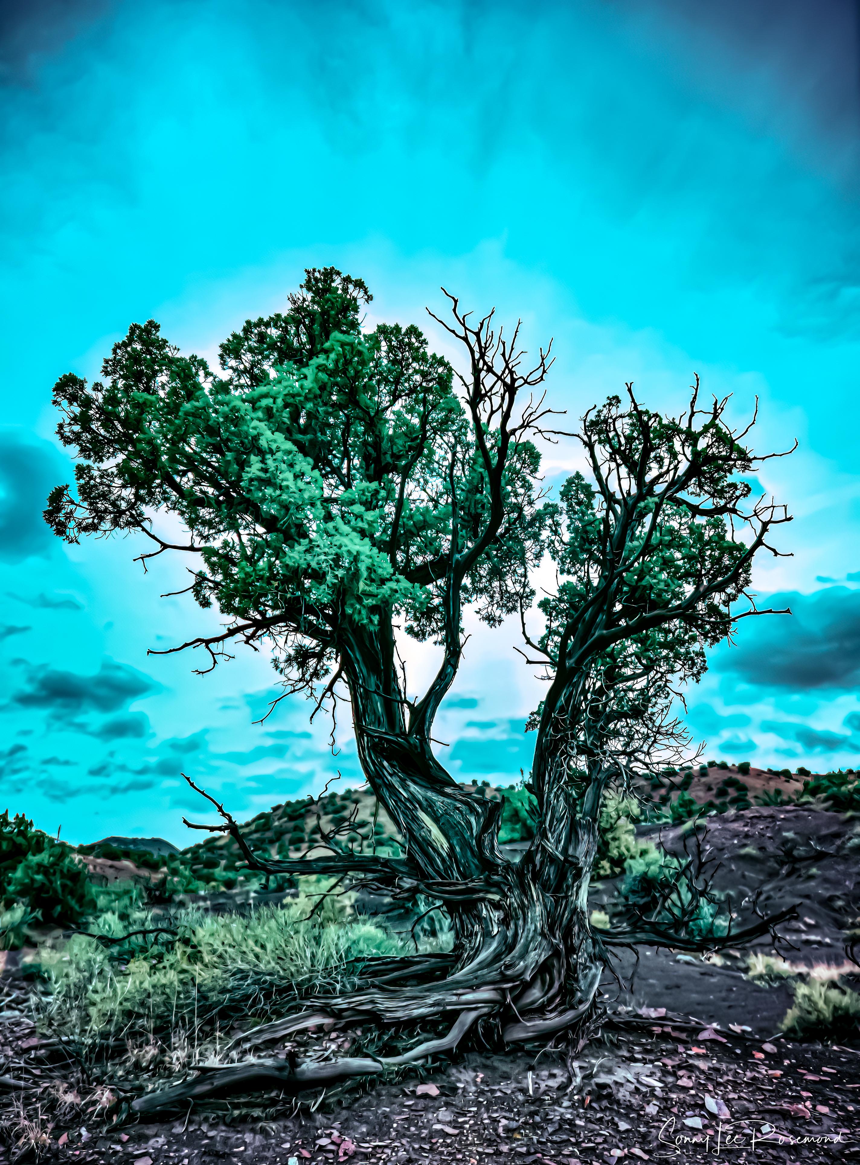 Juniper_Color_DxO-1.jpg