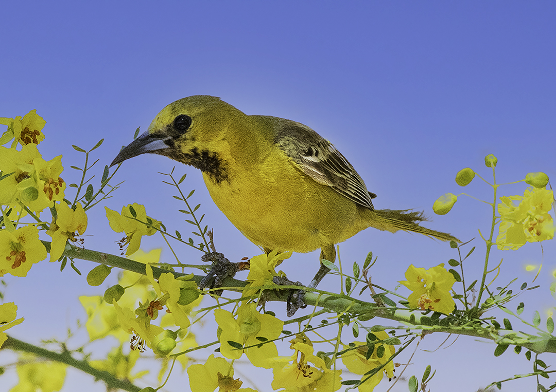 juvenile male hooded oriole.jpg