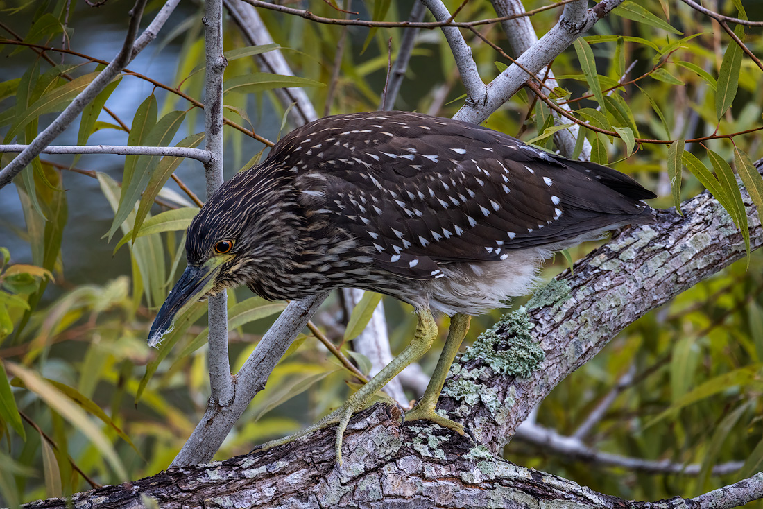 Juvenile nankeen night heron - 1.jpg