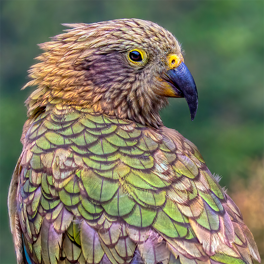 Kea, New Zealand portrait.jpg