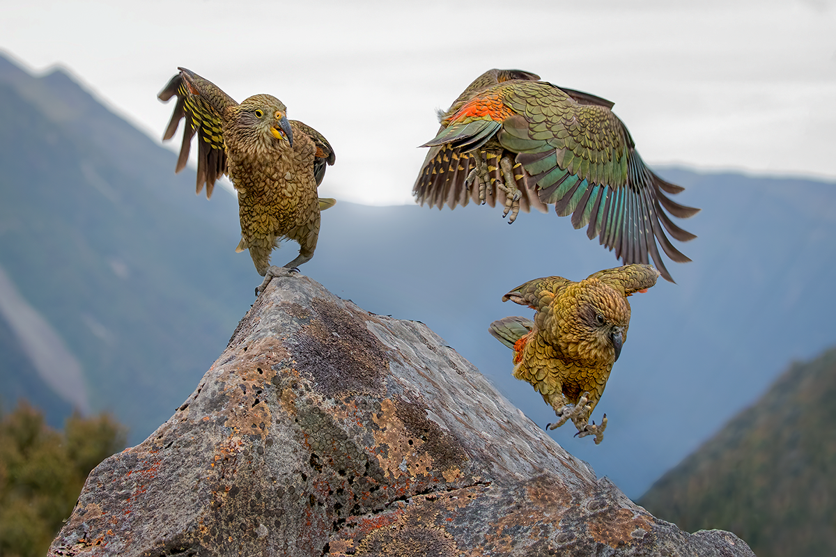 Kea.png