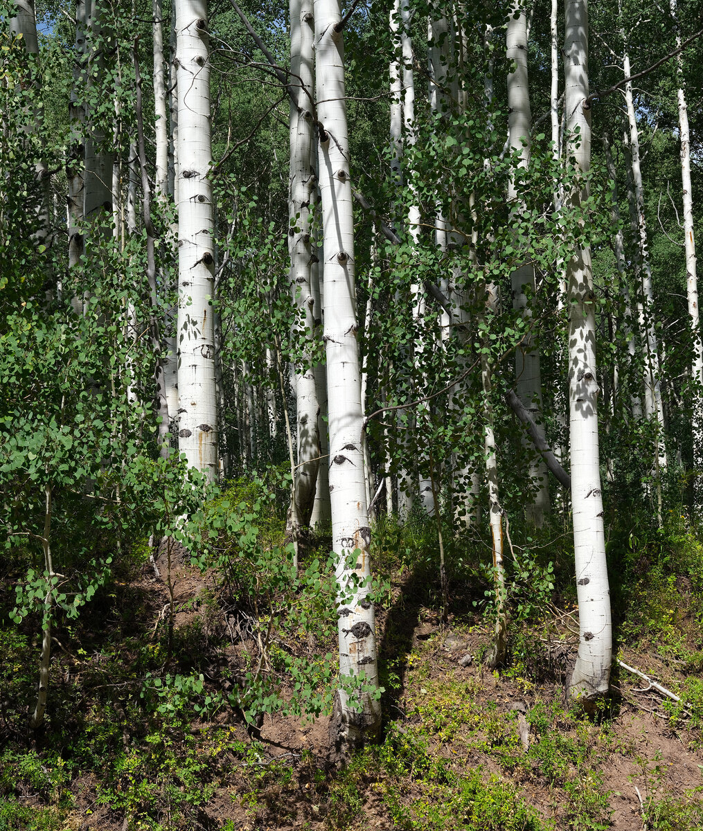 Kebler Pass 3.jpg