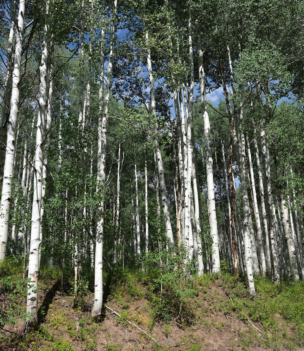 Kebler Pass2.jpg