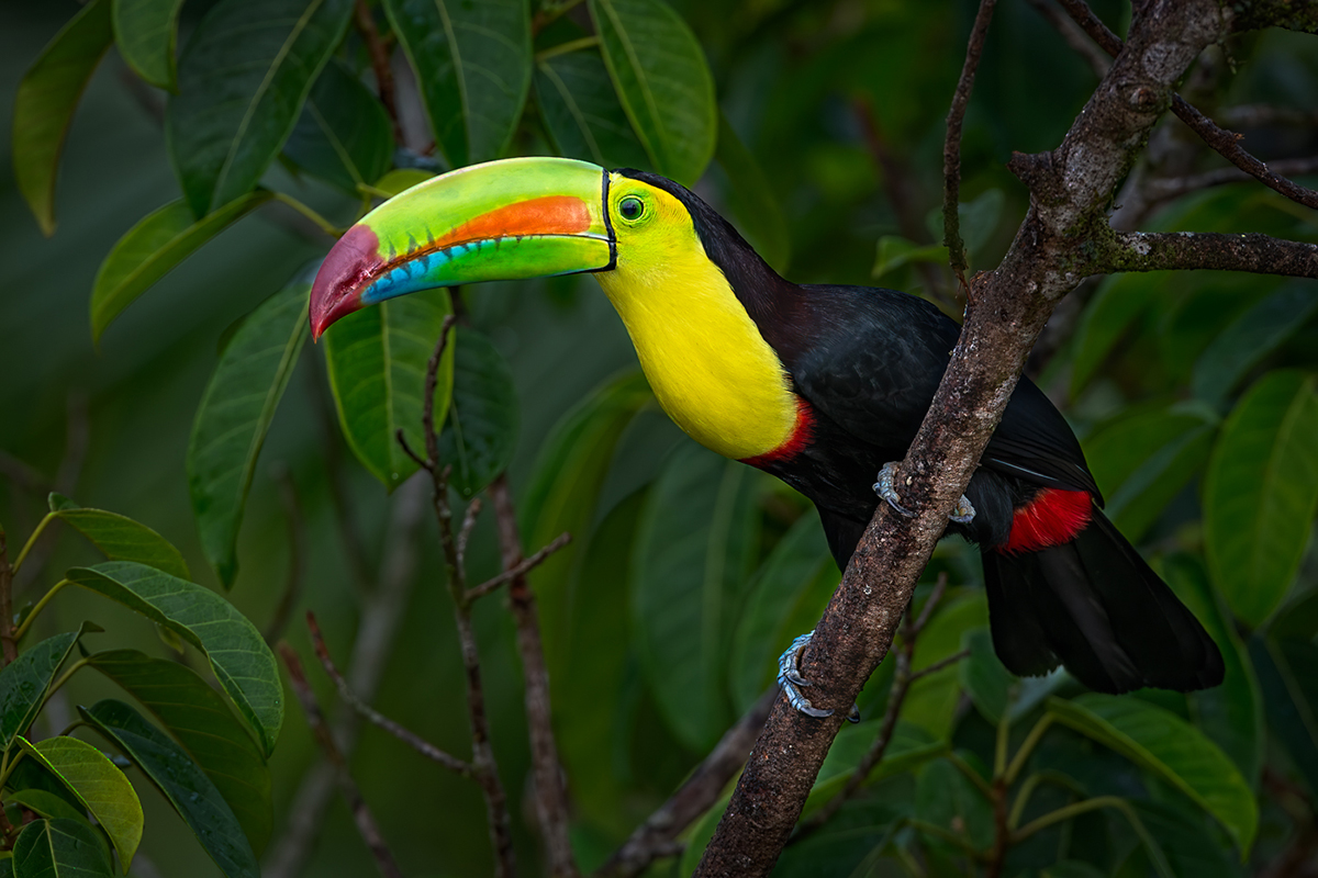 Keel-billed Toucan-157-Edit.jpg