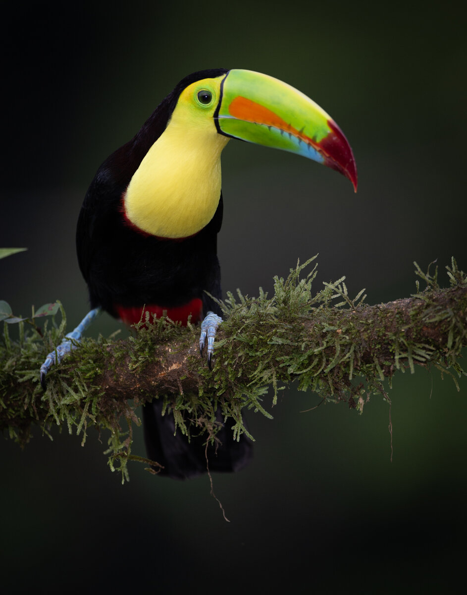 Keel-billed Toucan-189.jpg