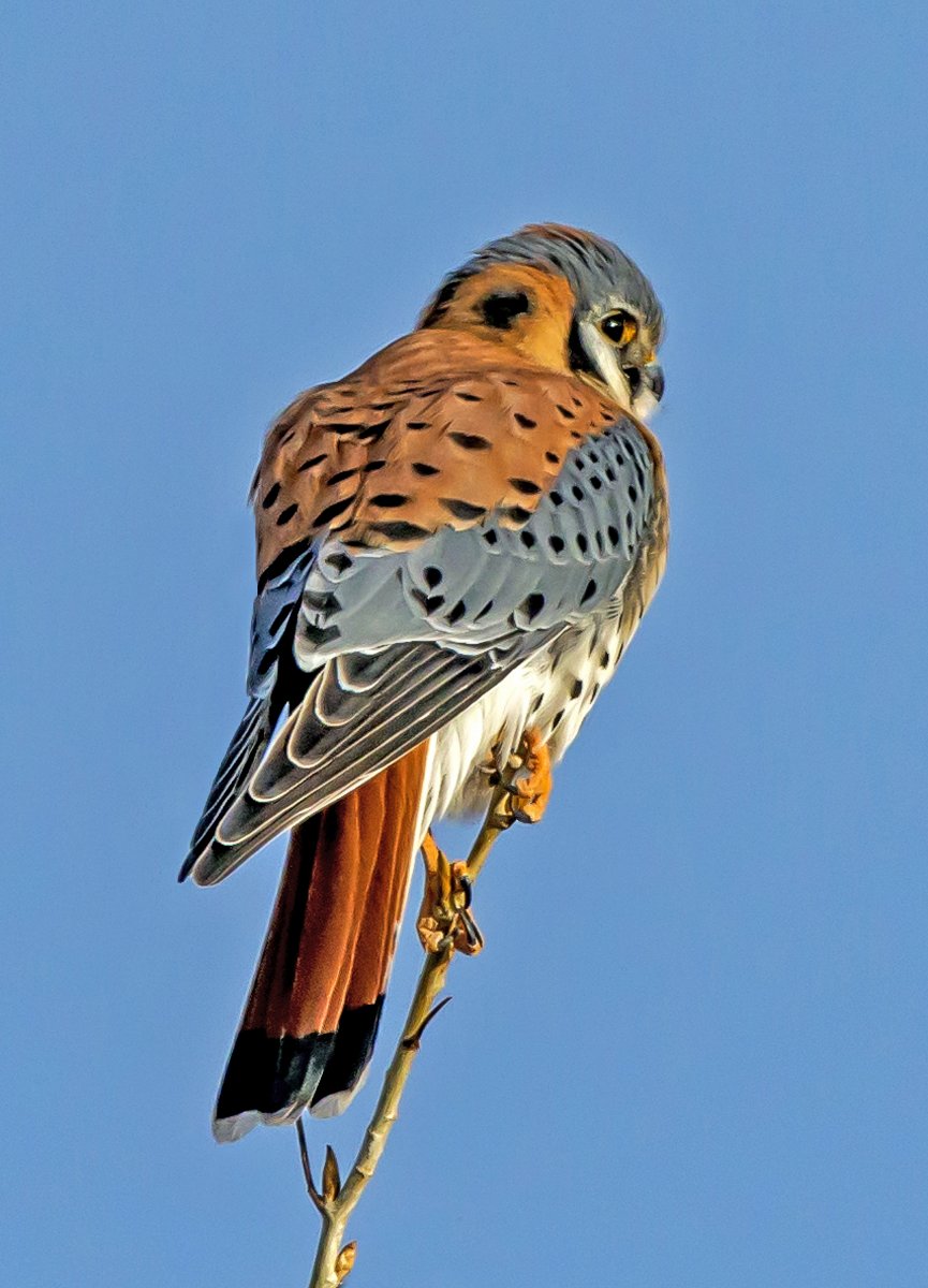Kestral (1 of 1)-2.jpg