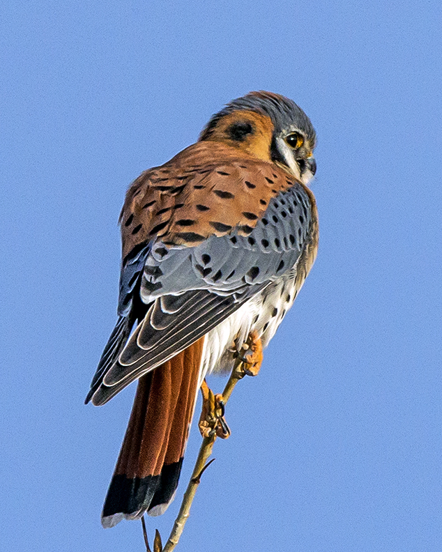 Kestral,.jpg