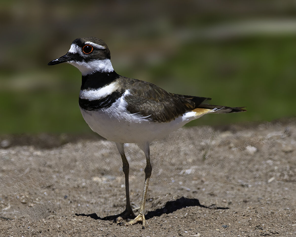 Kildeer-Edit.jpg