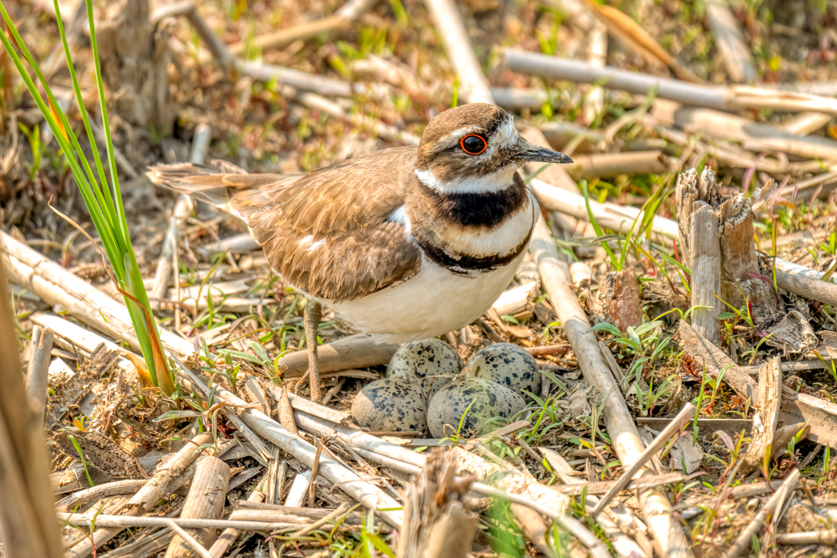 Killdeer-02627-Jpeg.jpg