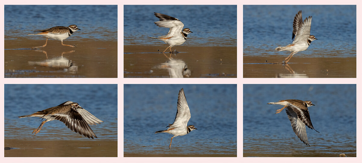 Killdeer series small.jpg