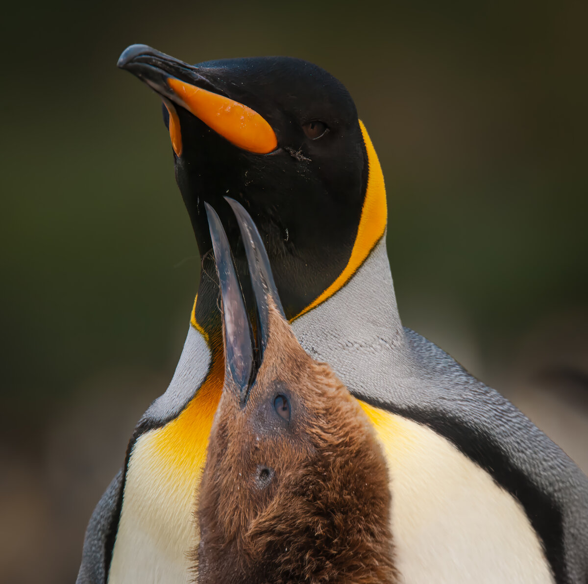 king penguin chick and adult.jpg