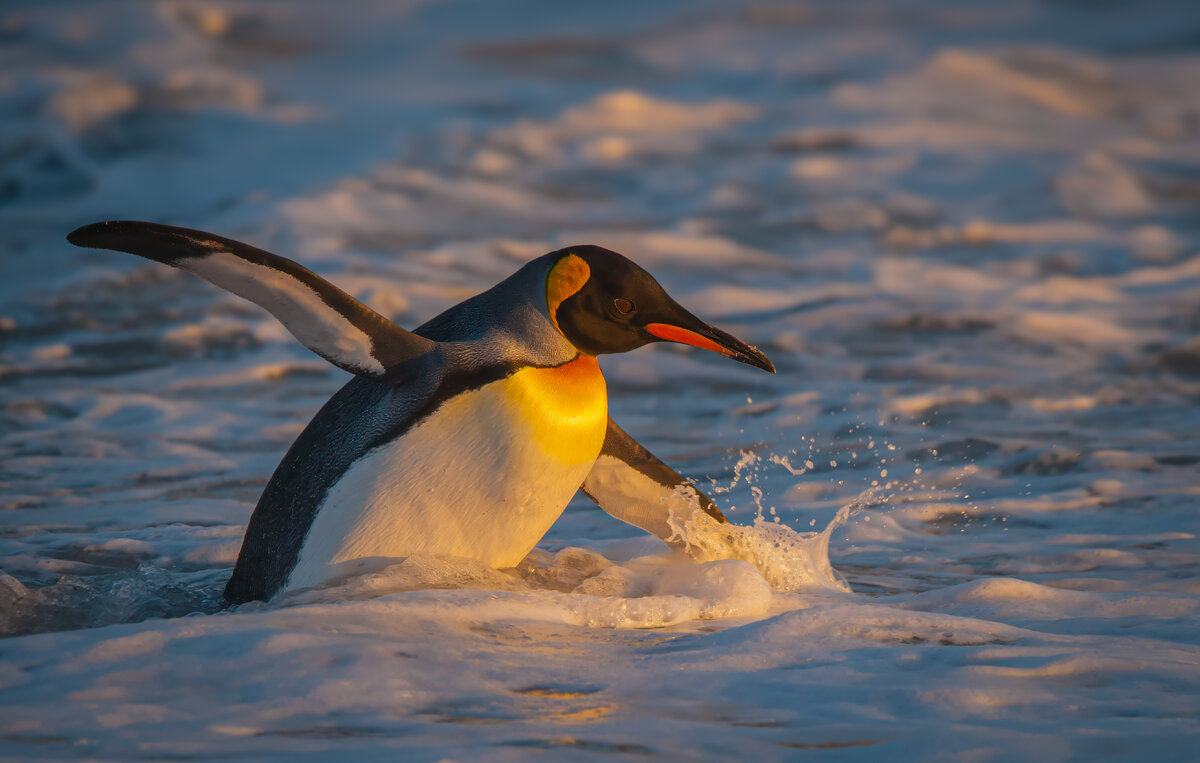 King penguin entering surf.jpg