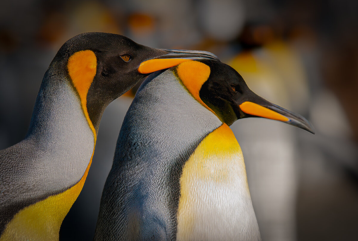 King penguin love.jpg