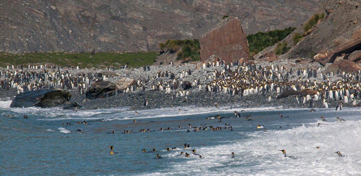 King Penguins swimming.jpg