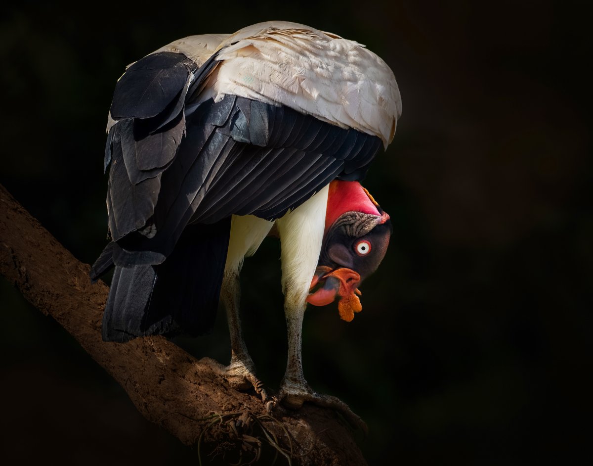 King Vulture-328-Edit-Edit.jpg