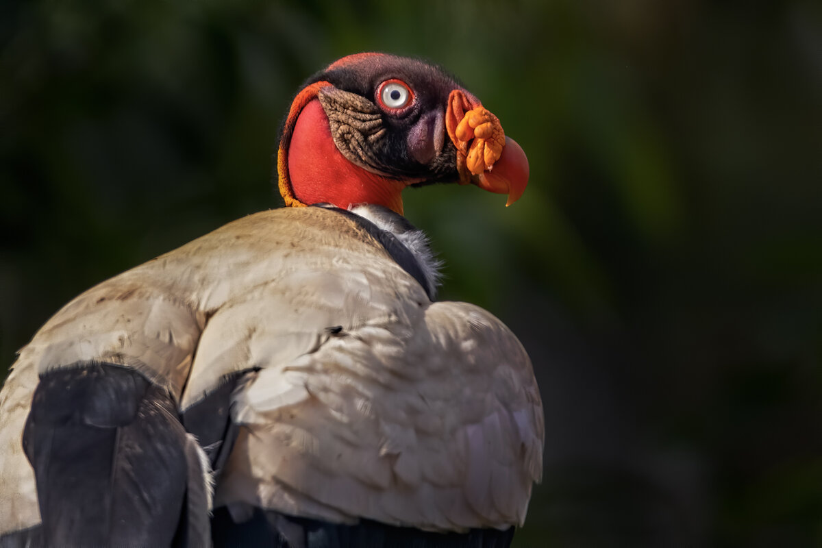 King Vulture-332-Edit.jpg