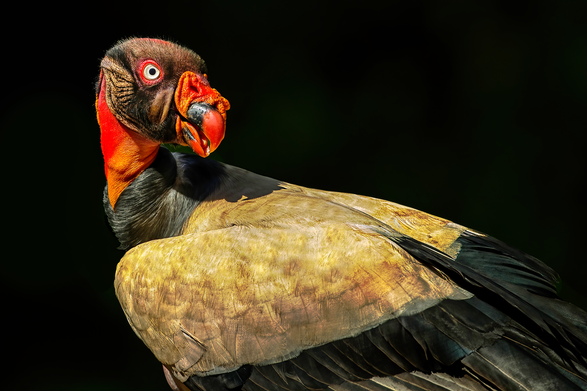 King vulture.png