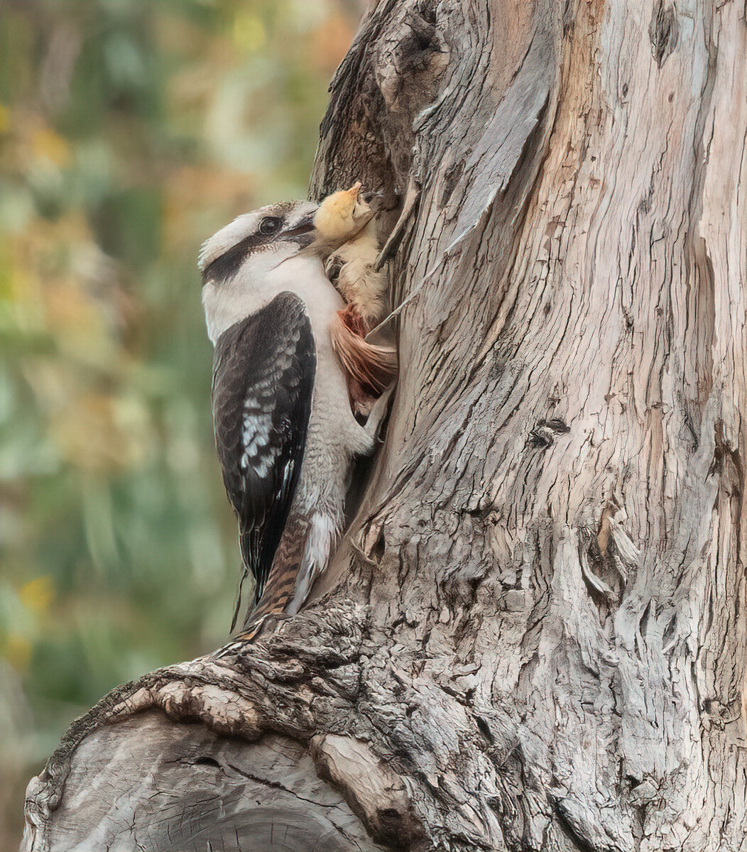 Kookaburra.jpg