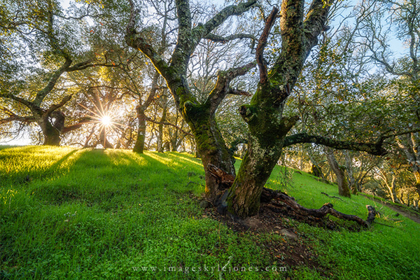 Kyle_7322 Pleasanton Ridge Oaks_600px.jpg
